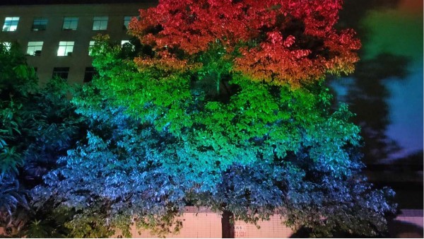 戶外景觀亮化凸顯城市文化特色LED彩虹照樹燈在城市夜景中綻放光彩